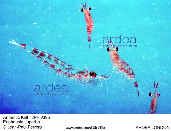 : ANTARCTIC KRILL - x four, close-up : ANTARCTIC KRILL - x four, close-up