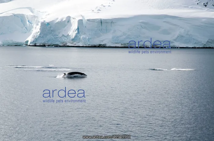 : Antarctic Minke Whale - Breaching with two others just dived : Antarctic Minke Whale - Breaching with two others just dived
