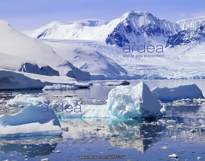 : Antarctic Peninsula : Antarctic Peninsula