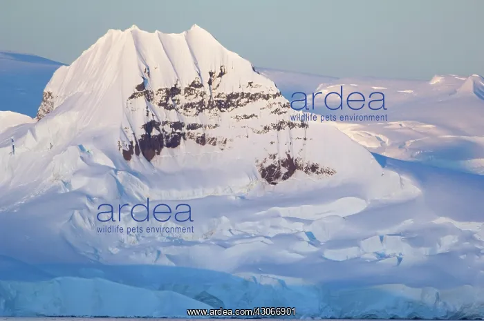 : Antarctic Peninsula, Bransfield Strait : Antarctic Peninsula, Bransfield Strait