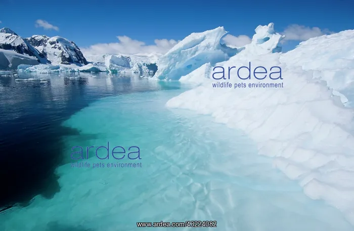  : Antarctic Peninsula, Cuverville Island