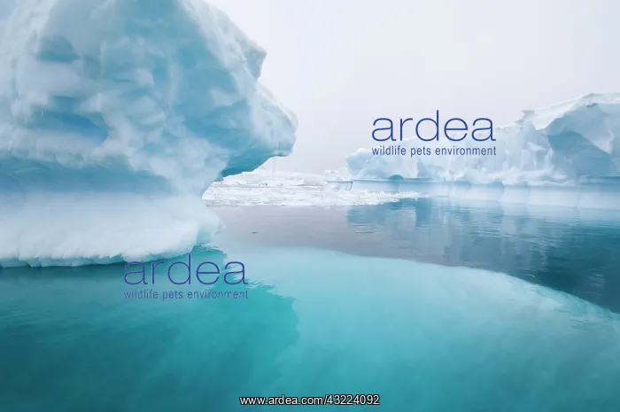 : Antarctic Peninsula, Cuverville Island : Antarctic Peninsula, Cuverville Island