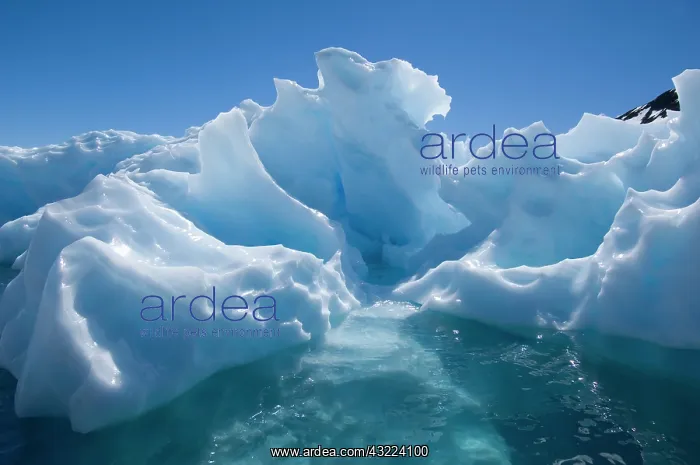 : Antarctic Peninsula, Cuverville Island : Antarctic Peninsula, Cuverville Island