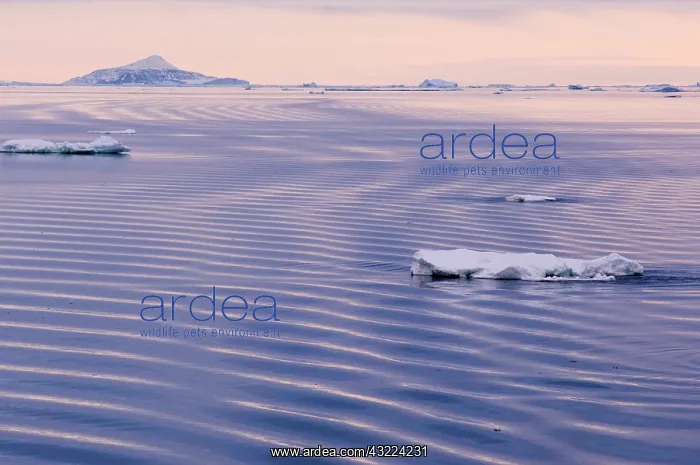 : Antarctic Peninsula, Erebus and Terror Gulf : Antarctic Peninsula, Erebus and Terror Gulf