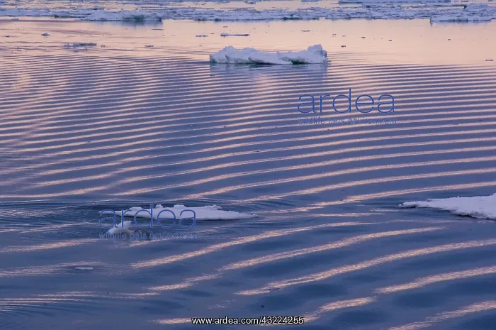 : Antarctic Peninsula, Erebus and Terror Gulf : Antarctic Peninsula, Erebus and Terror Gulf