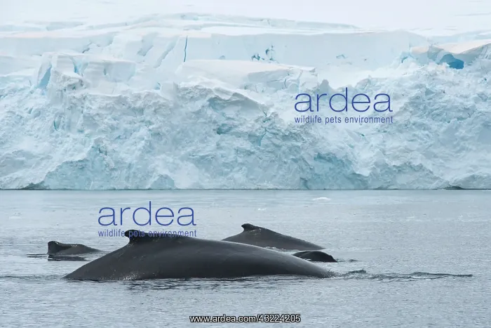 : Antarctic Peninsula, Gerlache Strait. A : Antarctic Peninsula, Gerlache Strait. A