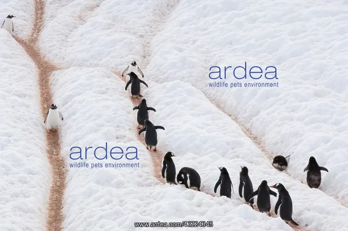 : Antarctic Peninsula, Neko Harbour. Gentoo : Antarctic Peninsula, Neko Harbour. Gentoo