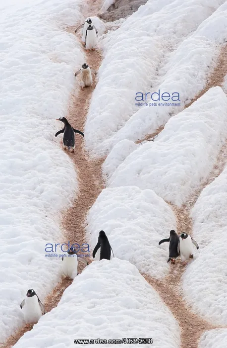 : Antarctic Peninsula, Neko Harbour. Gentoo : Antarctic Peninsula, Neko Harbour. Gentoo