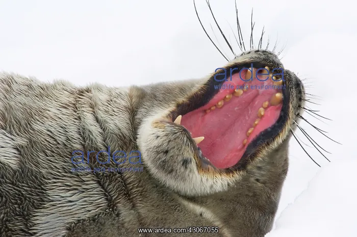 : Antarctic Peninsula, Neko Harbour. Weddell : Antarctic Peninsula, Neko Harbour. Weddell