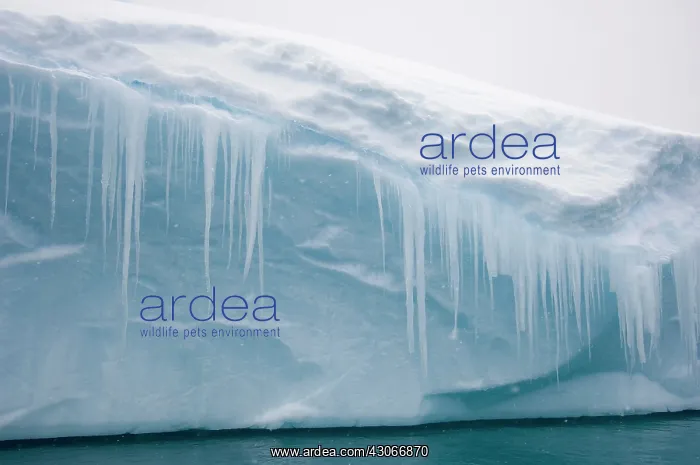 : Antarctic Peninsula, Pleneau Bay. Close-up : Antarctic Peninsula, Pleneau Bay. Close-up
