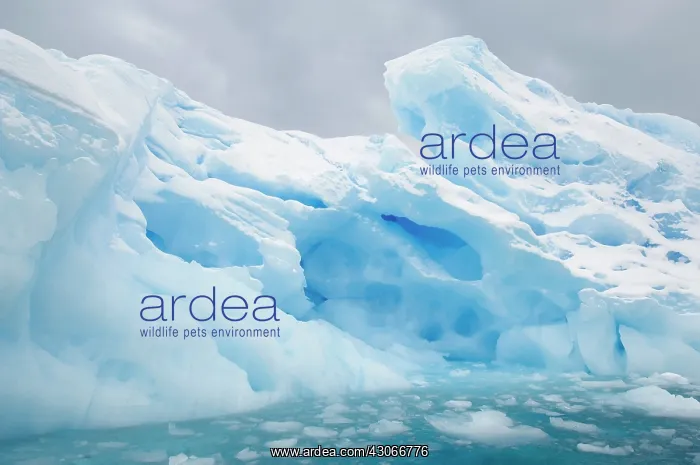 : Antarctic Peninsula, Pleneau Bay. Iceberg : Antarctic Peninsula, Pleneau Bay. Iceberg