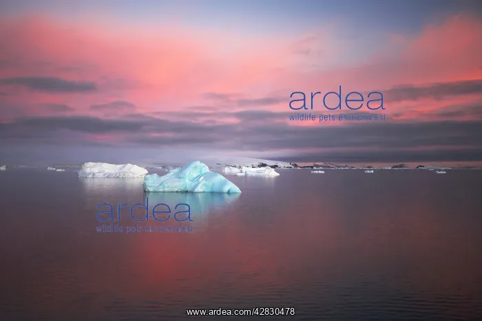  : Antarctic Penninsular - at dawn