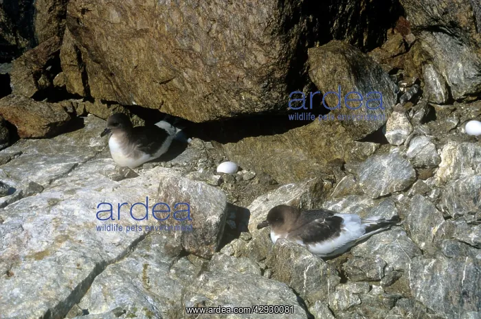 : Antarctic Petrel - with eggs on scullin monolith : Antarctic Petrel - with eggs on scullin monolith