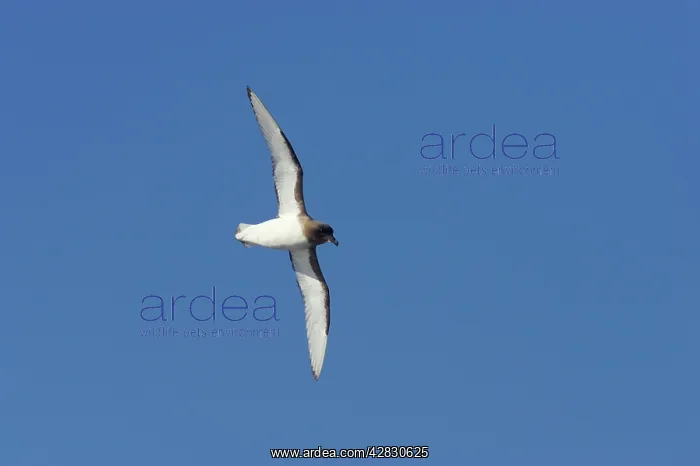 : Antarctic Petrel - in flight over sea : Antarctic Petrel - in flight over sea