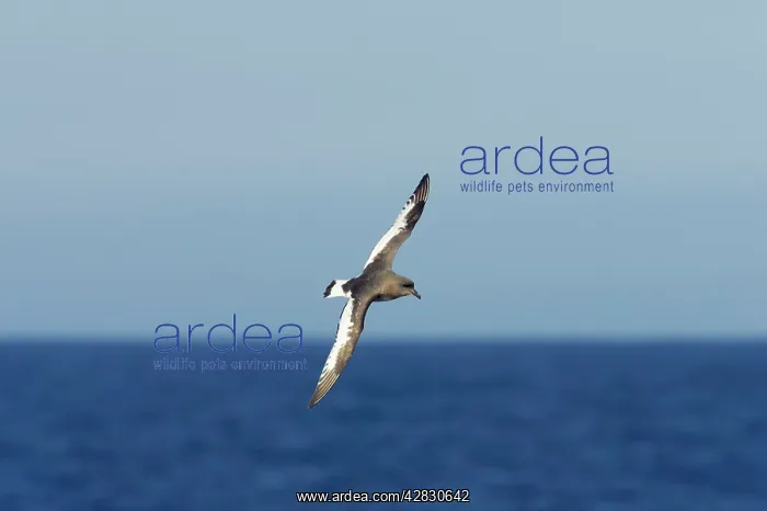 : Antarctic Petrel - in flight over sea : Antarctic Petrel - in flight over sea