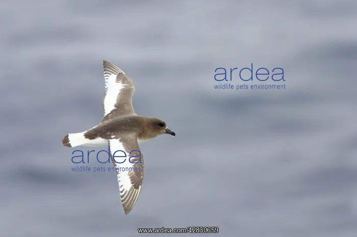 : Antarctic Petrel - in flight over sea : Antarctic Petrel - in flight over sea
