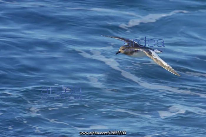: Antarctic Petrel - in flight over sea : Antarctic Petrel - in flight over sea
