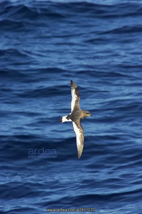 : Antarctic Petrel - in flight over sea : Antarctic Petrel - in flight over sea
