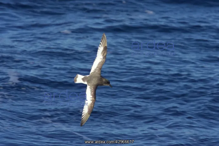 : Antarctic Petrel - in flight over sea : Antarctic Petrel - in flight over sea