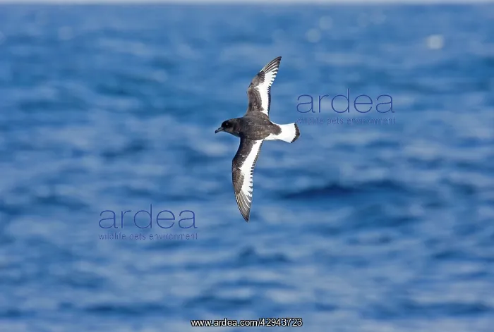  : Antarctic Petrel - In flight over sea showing white