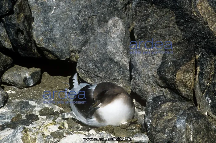 : Antarctic Petrel - Incubating eggs : Antarctic Petrel - Incubating eggs