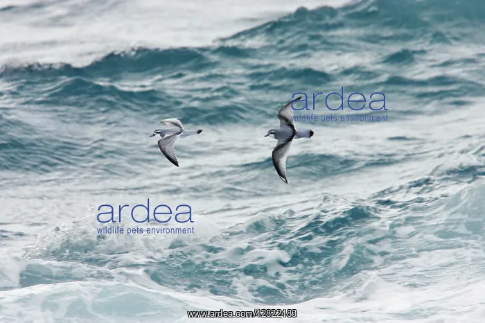: Antarctic Prion - In flight over sea : Antarctic Prion - In flight over sea