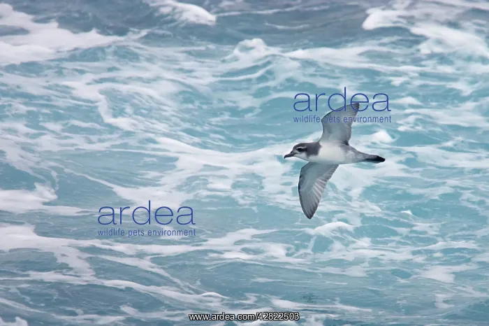 : Antarctic Prion - In flight over sea : Antarctic Prion - In flight over sea