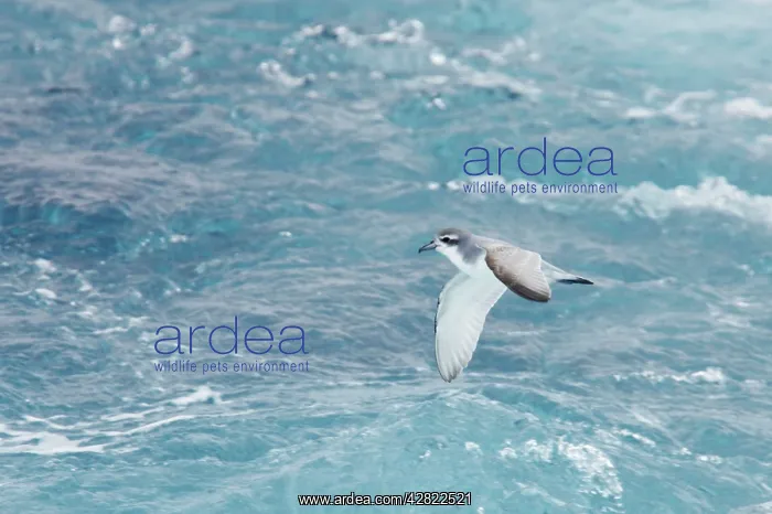 : Antarctic Prion - In flight over sea : Antarctic Prion - In flight over sea