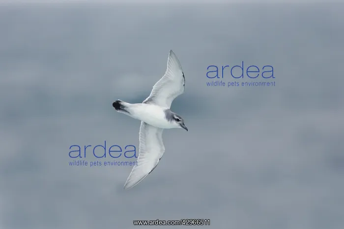  : Antarctic Prion - in flight over sea