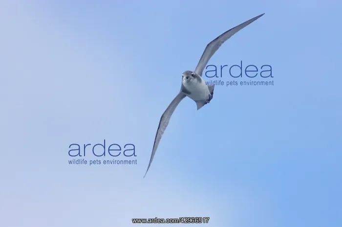  : Antarctic Prion - in flight over sea