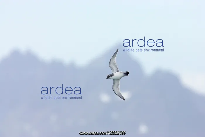 : Antarctic Prion - In flight with South Georgia : Antarctic Prion - In flight with South Georgia