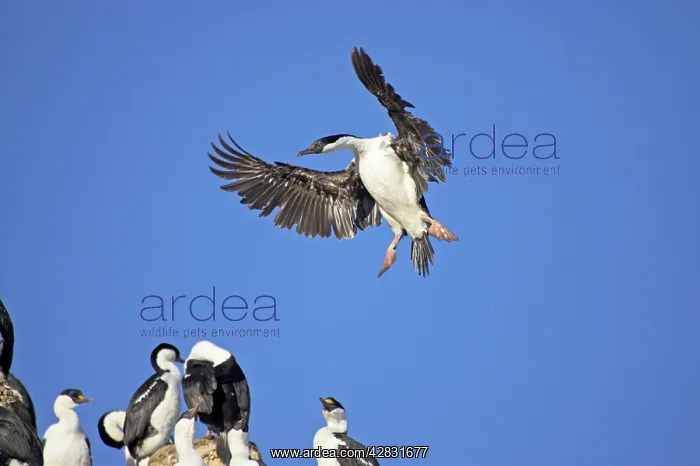 : Antarctic Shag - coming in to land : Antarctic Shag - coming in to land