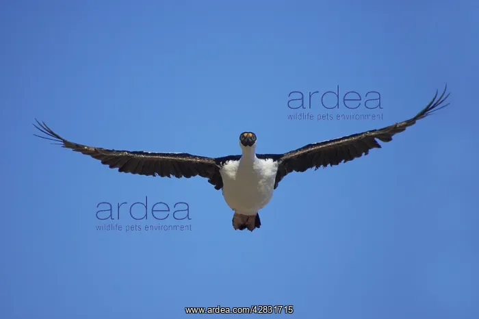 : Antarctic Shag - in flight : Antarctic Shag - in flight