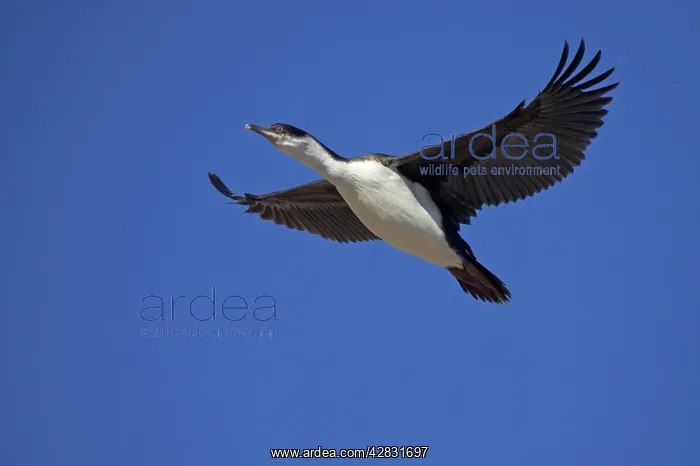 : Antarctic Shag - juvenile in flight : Antarctic Shag - juvenile in flight