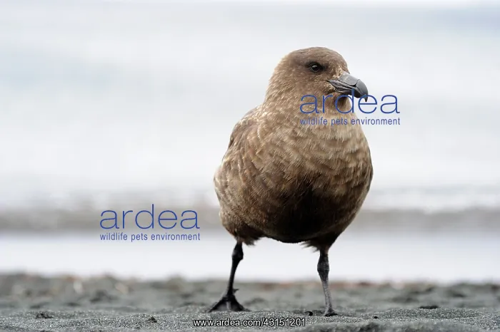 : Antarctic Skua : Antarctic Skua