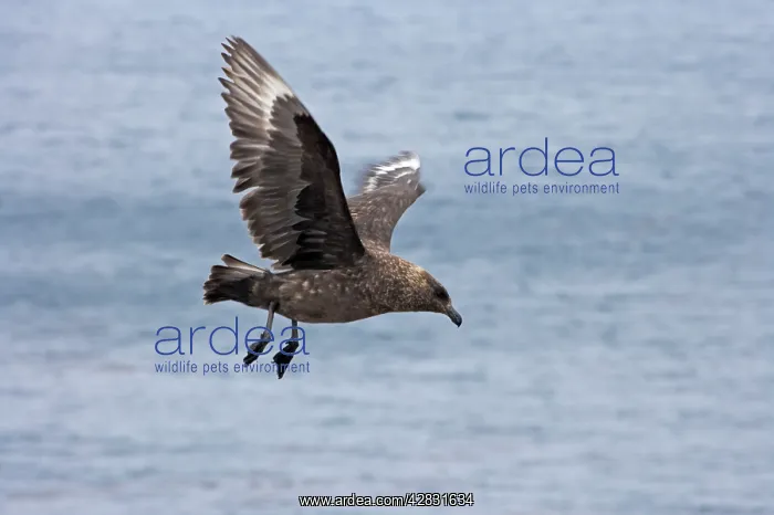 : Antarctic Skua - in flight : Antarctic Skua - in flight