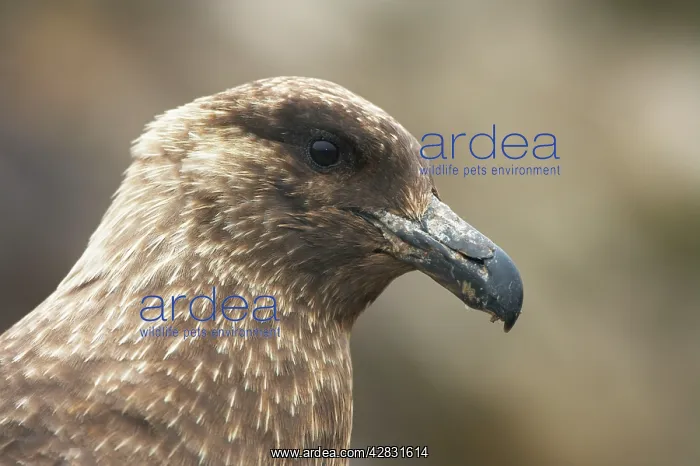 : Antarctic Skua - head : Antarctic Skua - head