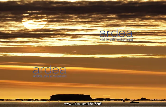  : Antarctic Sound at dawn sunrise