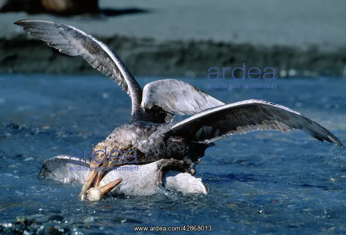 : Antarctic / Southern Giant-Petrel - (Green bill : Antarctic / Southern Giant-Petrel - (Green bill