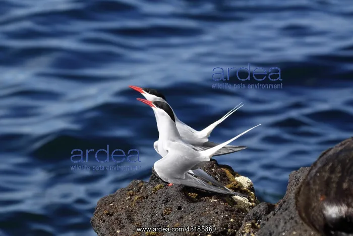 : Antarctic Tern : Antarctic Tern