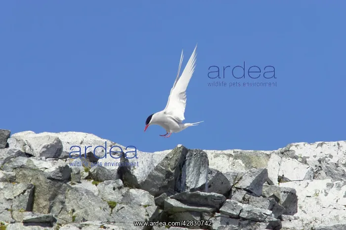 : Antarctic Tern - coming in to land at breeding site : Antarctic Tern - coming in to land at breeding site