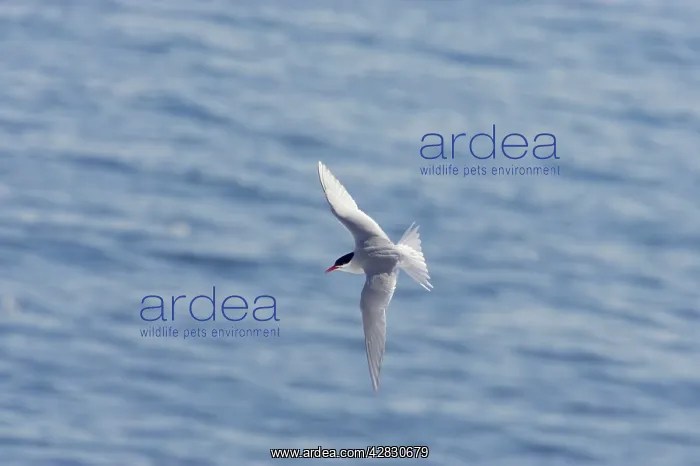 : Antarctic Tern - in flight : Antarctic Tern - in flight
