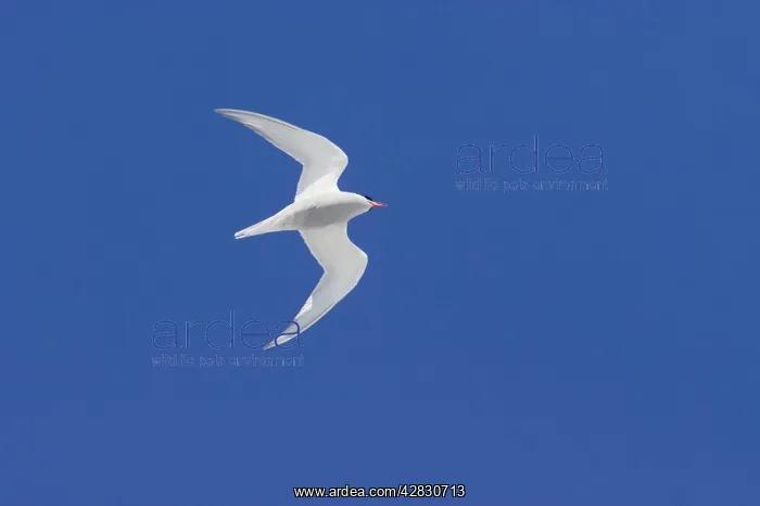 : Antarctic Tern - in flight : Antarctic Tern - in flight