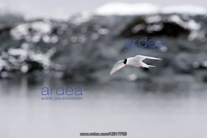  : Antarctic Tern in flight