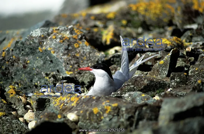 : ANTARCTIC TERN - ON NEST IN ROCK : ANTARCTIC TERN - ON NEST IN ROCK