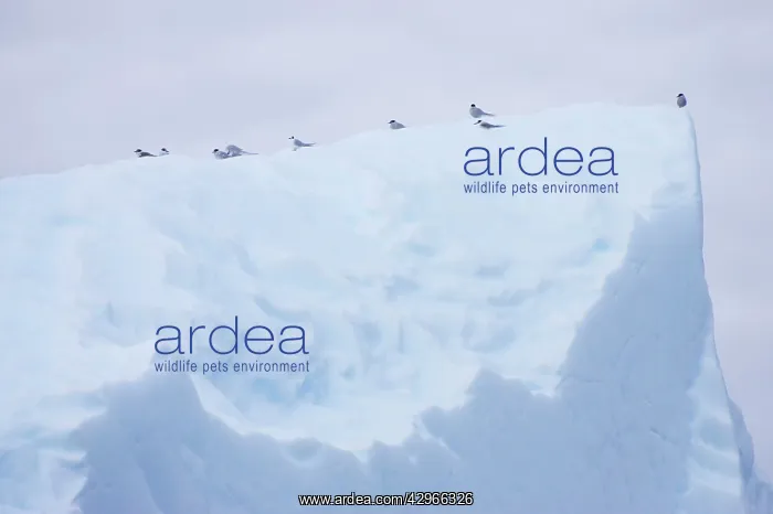 : Antarctic Tern - resting on iceberg : Antarctic Tern - resting on iceberg