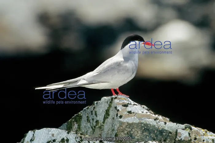 : Antarctic Tern (Sterna vittata) : Antarctic Tern (Sterna vittata)