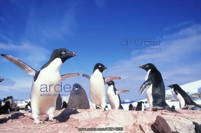  : Antarctica, Adelie Penguin (Pygoscelis adeliae)