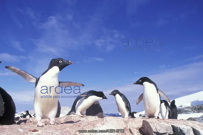 : Antarctica, Adelie Penguin (Pygoscelis adeliae) : Antarctica, Adelie Penguin (Pygoscelis adeliae)