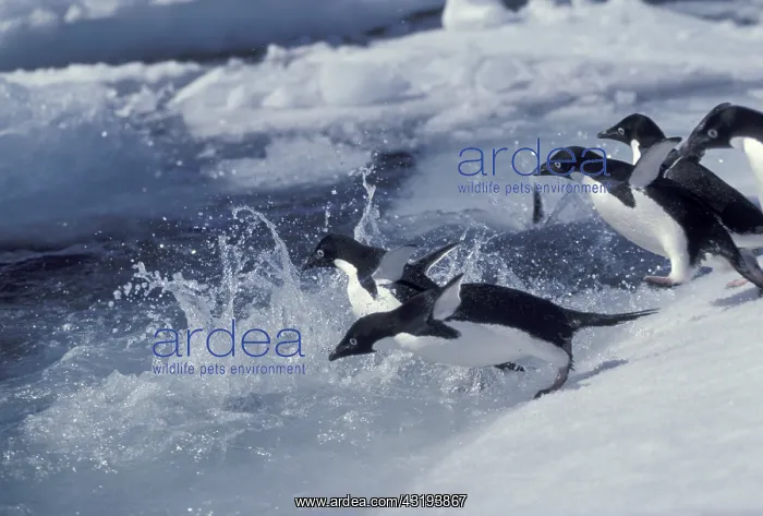  : Antarctica. Adelie penguins Antarctica Adelie penguins